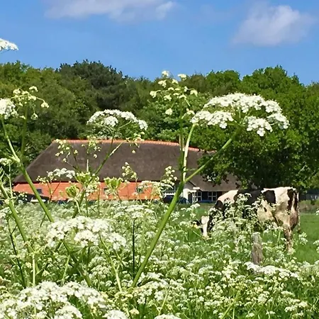 Bed & Bos De 14 Sterren 3* דה בורג